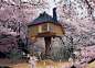 【建筑】树屋——一种神奇的存在_摄影粥沫