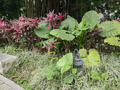 <丫头>采集到福州——公园植物
