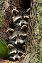 We Can Rediscover the Wonders of Nature... / Three raccoons...just like my kids...