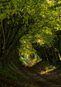 树的隧道，Halnaker，西萨塞克斯，英格兰