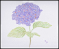 （xyz）紫阳花
