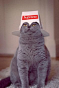 Kitty Supreme.