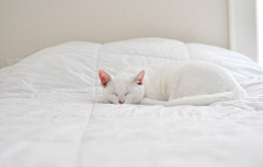 yiyanyun2009采集到猫猫狗狗