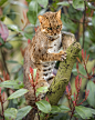 Photograph Rusty Spotted Cat by Colin Langford on 500px