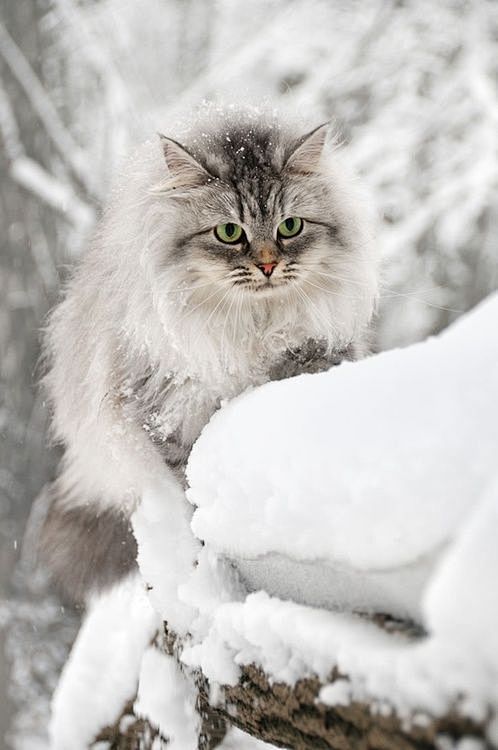猫咪与雪。