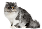 高清宠物猫动物免抠PNG图片- (70)