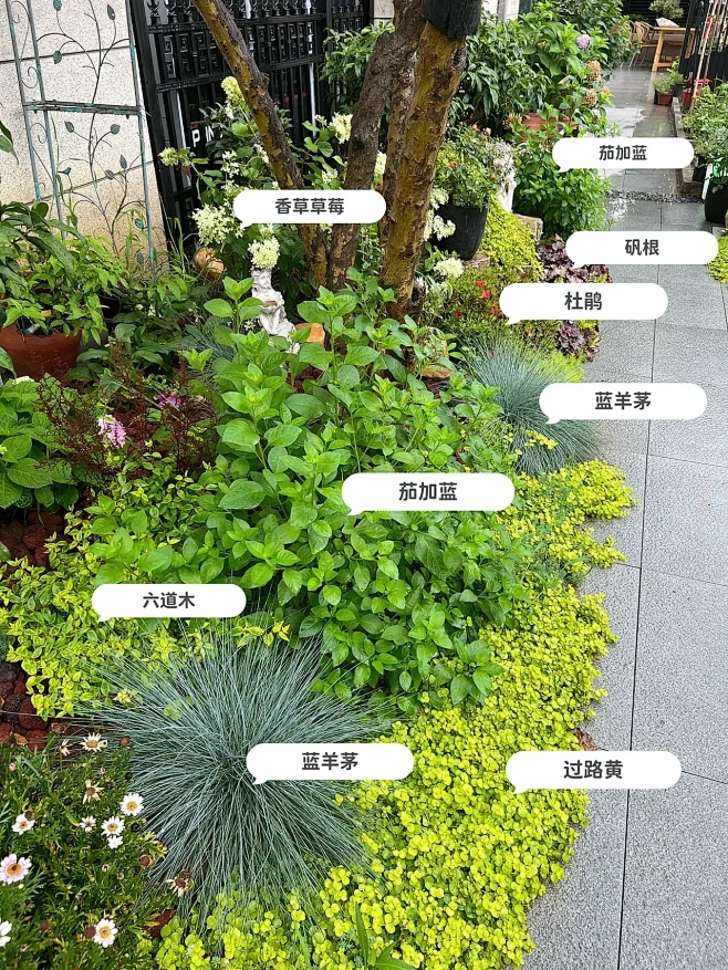 低维护植物清单-花瓣网