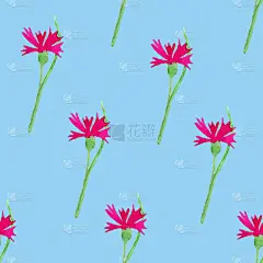 天衣无缝的丁香粉，康乃馨花卉图案。手绘水彩背景蓝色。