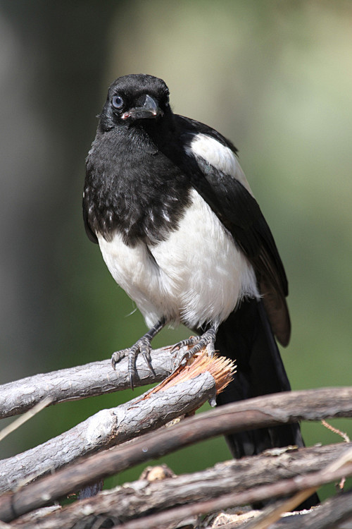 雀形目鸦科喜鹊属黑嘴喜鹊
