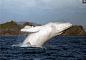 悉尼罕见白化座头鲸每年回来一次, 已经是
