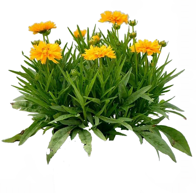 金鸡菊
