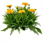金鸡菊
