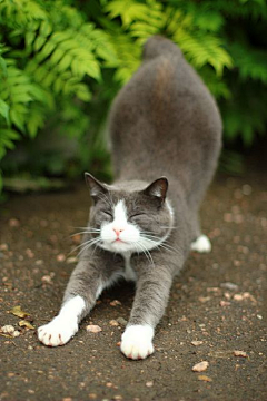 咩咩小毛君采集到猫奴与主子