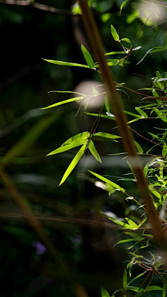 vava陈萬萬采集到草木花竹