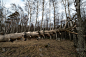 2019年4月13日，在拉脱维亚，一棵枯死的老树在森林中倒下，背景是桦树