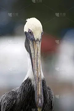 褐鹈鹕