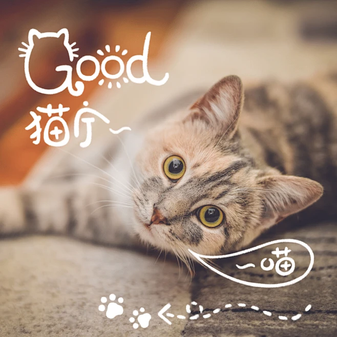 萌宠晒照宠物猫猫晒图模板-猫宁-花瓣网