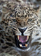 “豹头特写”：一只龇牙咧嘴的阿穆尔豹。（摄影师：Jason Brown）