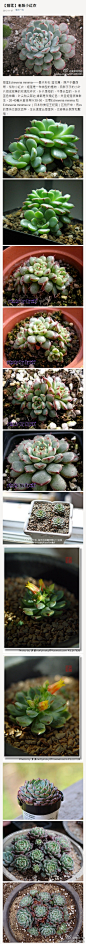 姬莲Echeveria minima——景天科石 莲花属，原产于墨西哥，俗称小红衣。姬莲是一种微型的植物，由胖乎乎的小叶片组成密集的玫瑰花环状，叶片是短的，不是长型的。叶片蓝色带霜，叶尖和尖部边 缘都是玫瑰红色。并且姬莲很难群生。20-40毫米直径有叶30-50。 