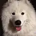 摩耶君