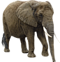 Elephants PNG 1 : High Resolution A3 Elephants PNG