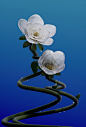 3d art art cinema 4d flower Flowers Nature octane Photography  Re (8)