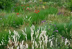 紫锥菊是一种高大浓密的多年生白刺，长到大约80厘米高。灰绿色的多刺的叶子。它在冬天收缩，在春天反弹。