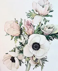 水彩--银莲花 - 高清图片，堆糖，美图壁纸兴趣社区