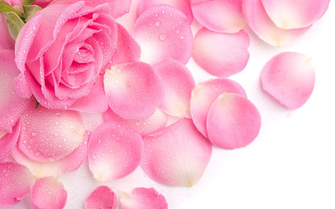 粉紅色的玫瑰花瓣 壁紙 - 2560x1...