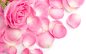 粉紅色的玫瑰花瓣 壁紙 - 2560x1600