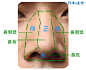 鼻子形体结构分析一波 #手绘插画教程#（via  杭州素描刘彪 ） ​ ​​​​