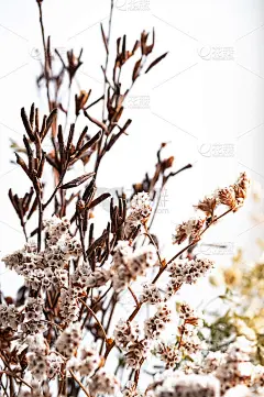 干花的模式。现代波西米亚风格的花卉背景。墙壁装饰，海报，复制空间。