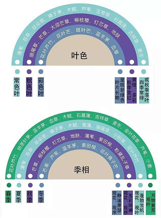 种草“观赏草”，毫无抵抗的野性美！ : 种草“观赏草”，毫无抵抗的野性美！,灌木,植物,季相,庭院,绿篱
