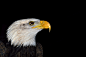 American Bald Eagle by Chris Jones on 500px