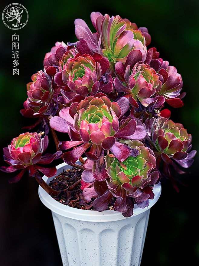 紫羊绒黑法师大株老桩一物一拍玫瑰多肉植物...