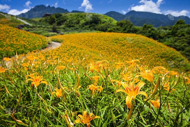 黄花菜花卉农场。素材-花瓣网