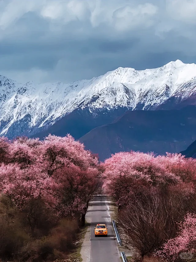 西藏雪山桃花营地旅拍 - 小红书搜索-花瓣网