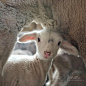 保护伞
Hello little one