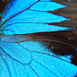 蝴蝶,翅膀,蓝色,动物身体部位,夏天,生物学,特写,蛾,彩色图片,热带气候