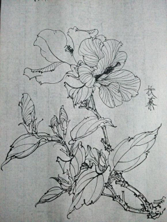 梅花小弄采集到白描花卉-芙蓉 扶桑 秋葵 杜鹃