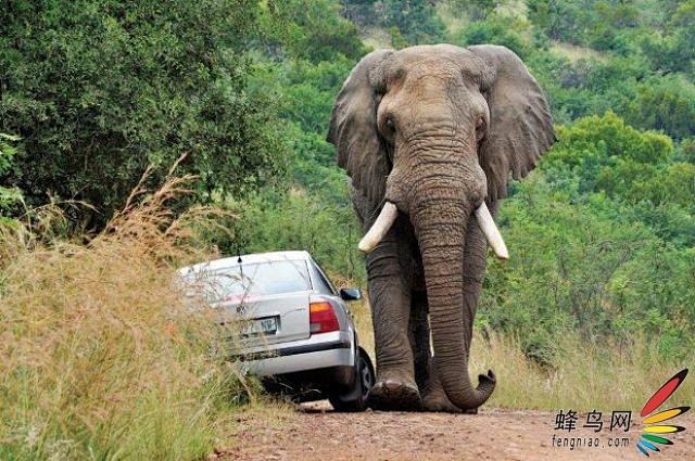 大象危险，靠近谨慎！