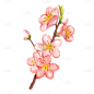 中国风-桃花花枝贴纸元素-桃花花枝