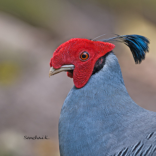 我是一个戴着头盔的战士泰国的国鸟戴氏鹇鹇xiánlophuradiardi也叫