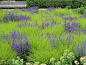 观赏草+蓝紫色、白色花