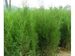 侧柏苗 侧柏苗木 侧柏苗价格 侧柏树苗批发 侧柏小苗-山东_临沂市_乔灌木_供应信息_苗儿木网