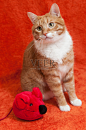 与毛绒玩具老鼠的红色猫照片素材-图片ID：314465684
