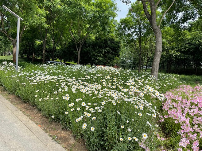 大滨菊（西洋滨菊）美丽月见草