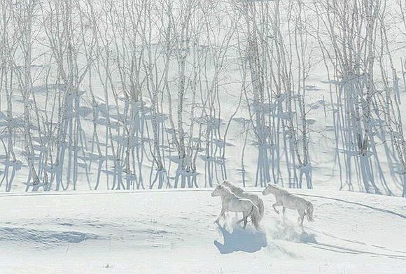 美的像画一样！内蒙古雪原万马奔腾图。。。...