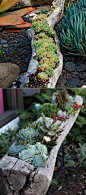 创建惊人的花园多肉植物景观的20个想法–骄傲的家居装饰#vegetablesgarden