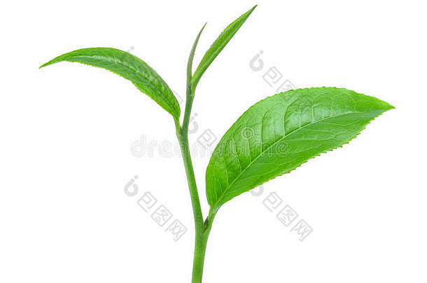 新鲜绿茶叶片生长在干燥的茶叶上。-包图企...